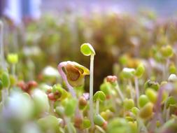 Sprouted Seeds, healthy food, macro