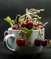 Beautiful, shiny, red, ripe cherries with the green leaves, in the white cup, in light and shadow