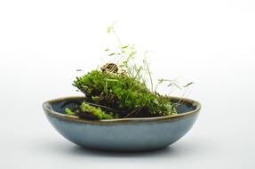 Moss Green Bowl still life