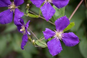 blue violet Clematis Flowers