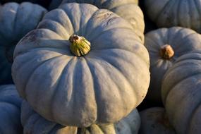 Crown-Prince Pumpkin