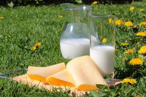 milk and cheese slices on a green meadow