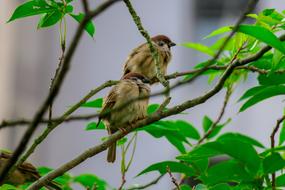 Palm Feather Birds