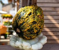 unusual autumn pumpkins close-up on a blurred background