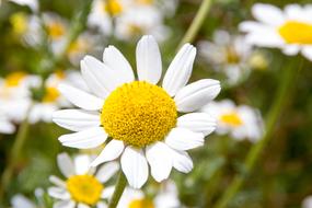 Daisy Flower yellow white