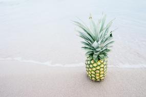 young pineapple with green leaves