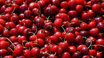 summer cherry harvest in the sun