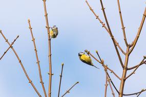 Tit Bird Blue sky