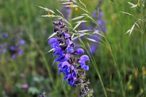 blue meadow plant on blurred background