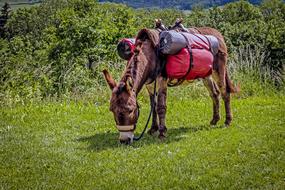 Donkey Trekking green grass