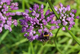 bumblebee on flowers of ornamental onion