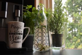 Beautiful white and black mug is on the coffee machine near the bottles and pot with green plants