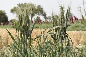 green Wheat ears in front of yellow field