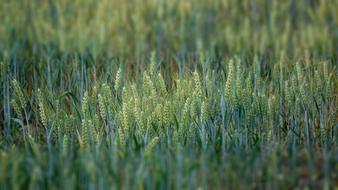 cereals on arable land