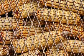ears of corn in a wicker net