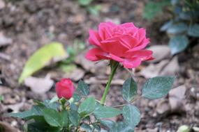 Flower Nature pink geen