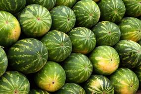 Watermelon Background green