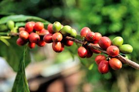 Bean Farm Tree red berries