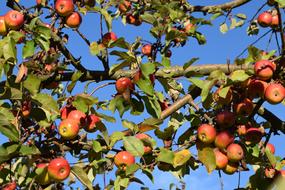 autumn harvest of apples on the tree on a sunny day