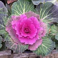 Beautiful purple cabbage flower with green and white leaves