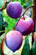Plums Fruit Food violet