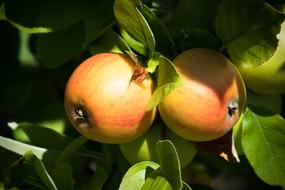 ripe apples on a tree in the sun close up