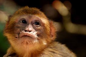 young Barbary macaque face at blur background