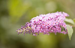Lilac Purple Pink flowers
