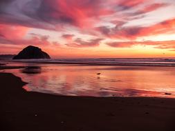 bird walking on wet beach at dusk, scenic landscape