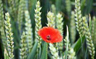 Poppy Flower on Cornfield