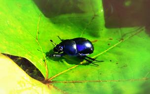 Forest Beetle Insect black