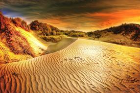 beautiful photo of the golden desert