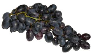 clipart of branch of black grapes on a white background