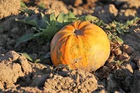 pumpkin on the field at sunset