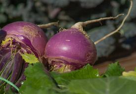photo of purple turnip