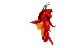 Close-up of the beautiful and colorful hot chili peppers, on the branch, at white background