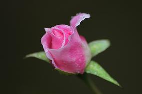 Rose Flower with water drops at dark background