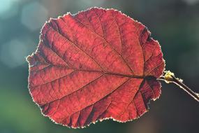 red autumn hazelnut leaf