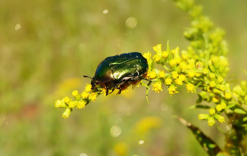 Kruszczyca ZÅotawka Beetle