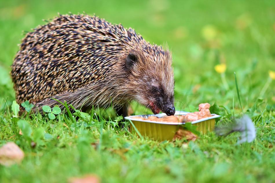 hedgehog eating on green grass