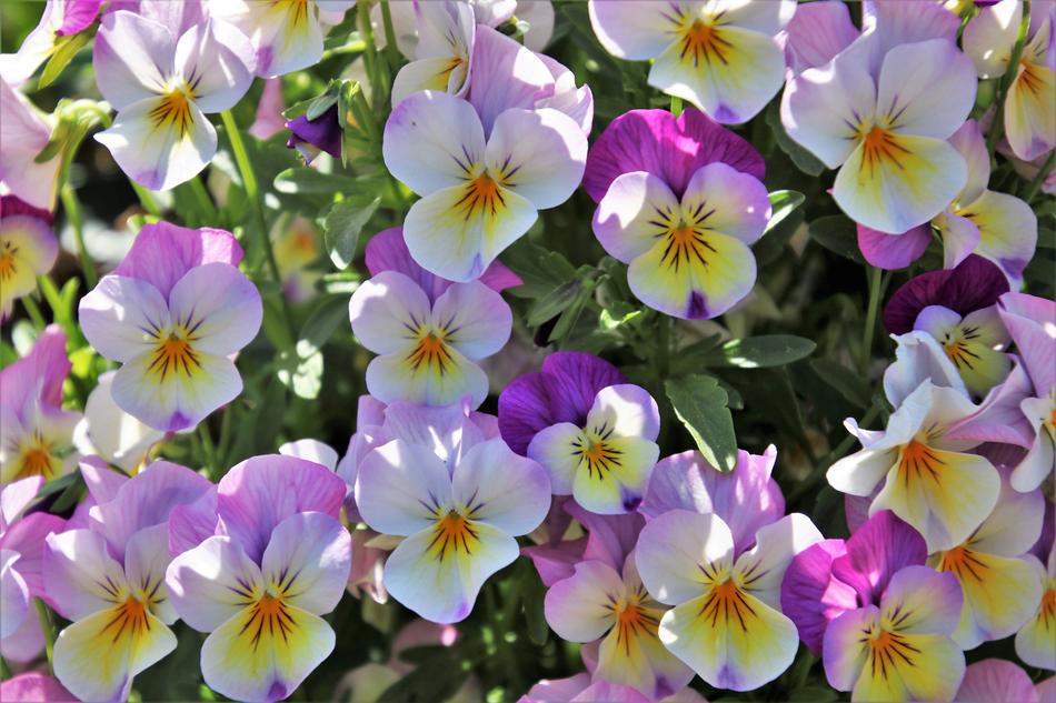 Colorful Pansies at Spring