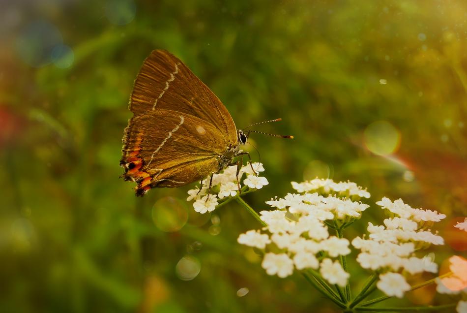 Ostrokrzewowiec Butterfly