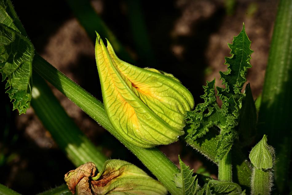 Courgette Flower