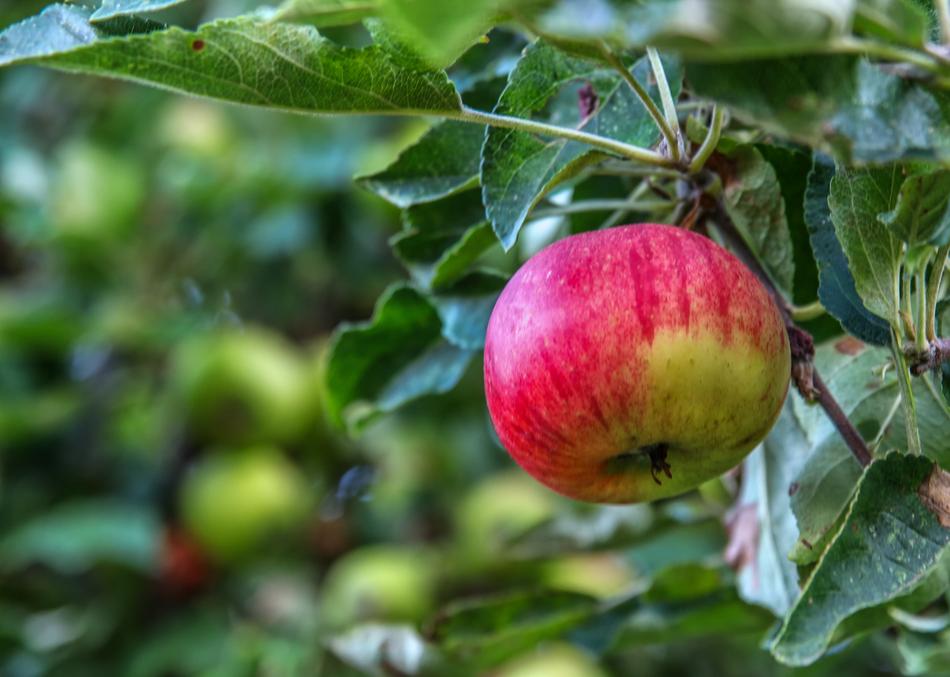 red and green Apple on branch