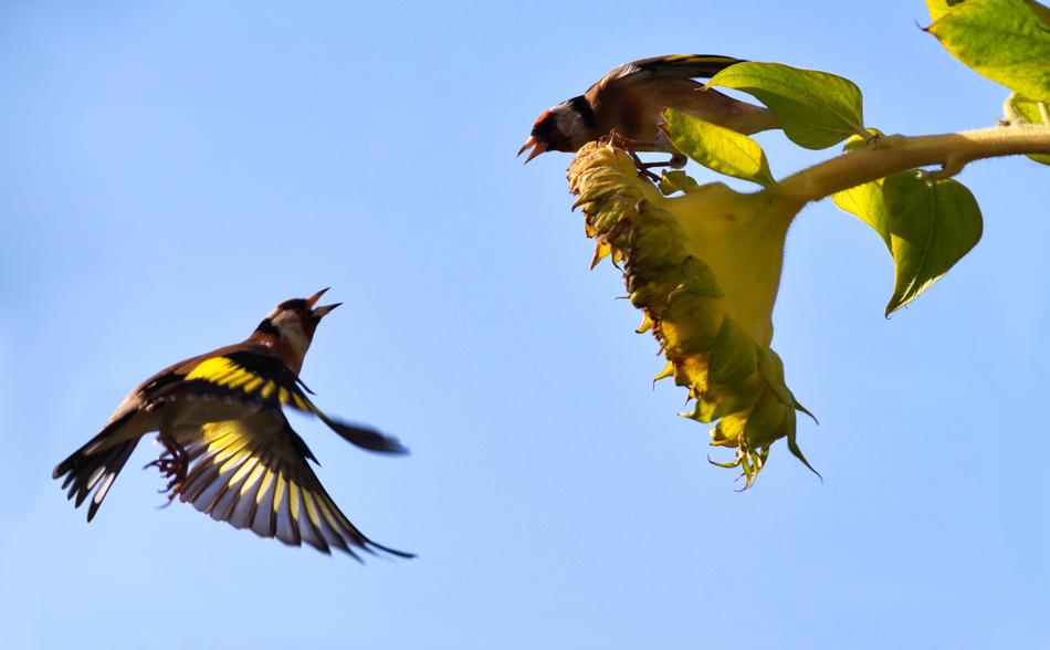Stieglitz Birds on the flower on blue sky background