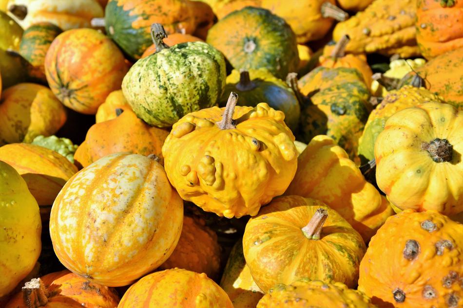 edible pumpkins