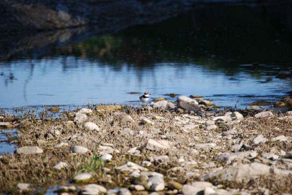 bird on the rocks by the river
