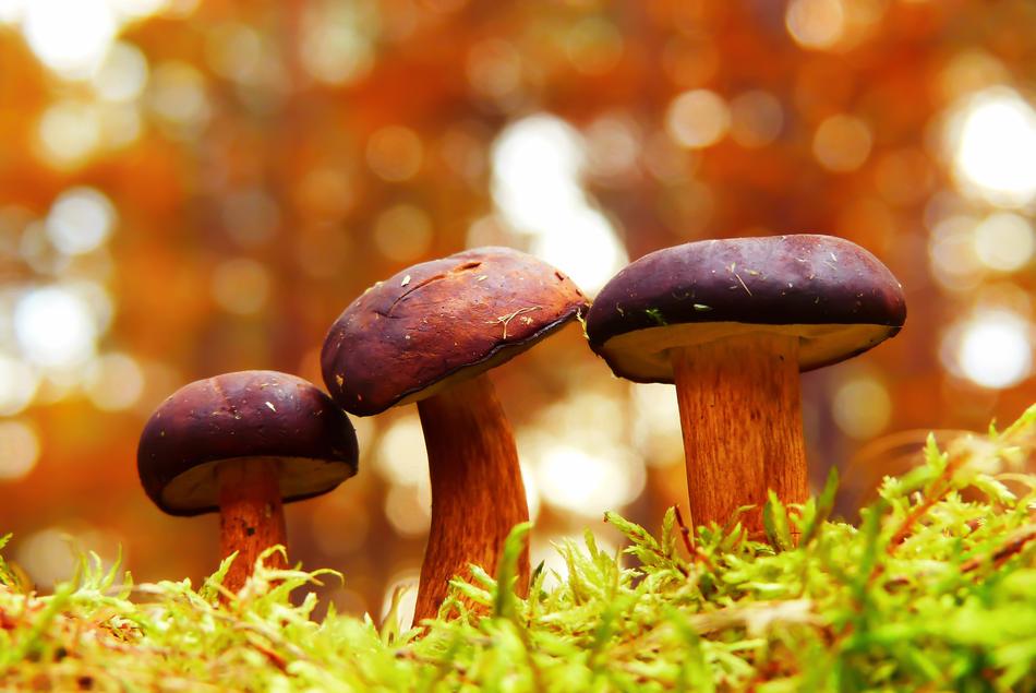 three beautiful mushrooms on green moss