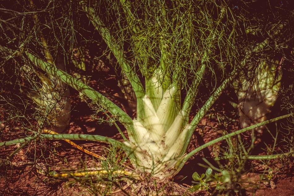 fennel vegetable in the garden