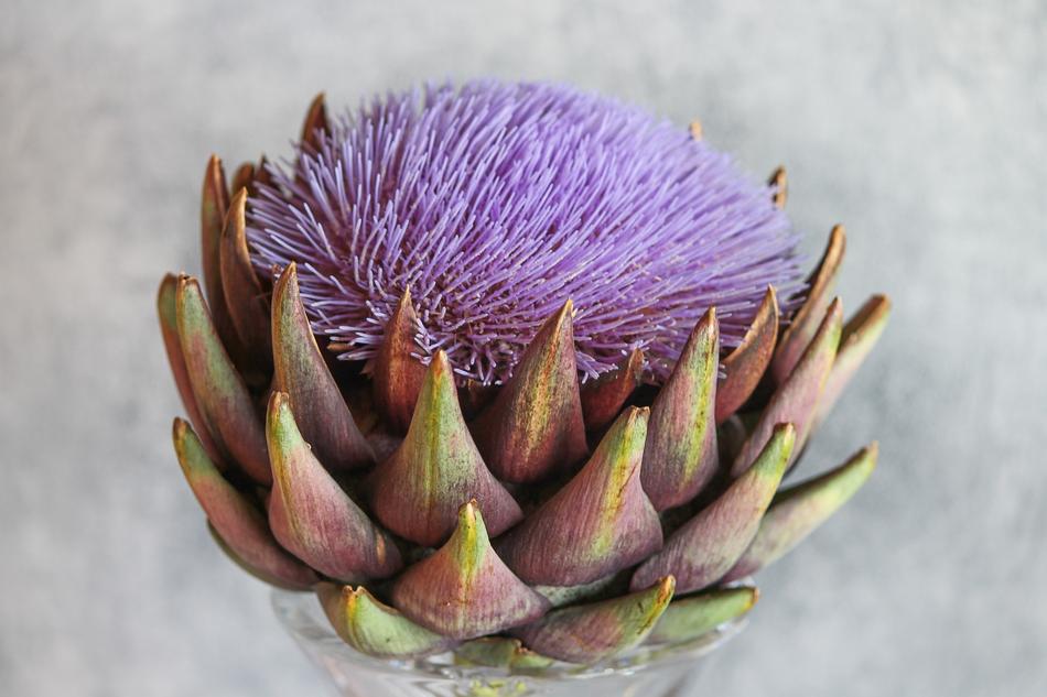 Artichoke or Cynara Cardunculus
